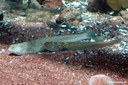 Trachinus draco