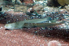 Trachinus draco