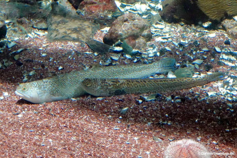 Trachinus draco