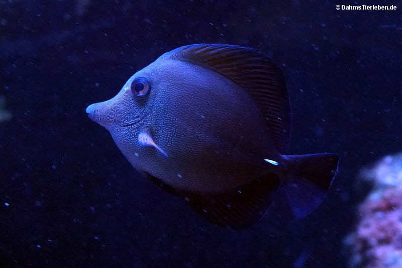 Zebrasoma scopas