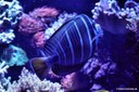 Zebrasoma velifer