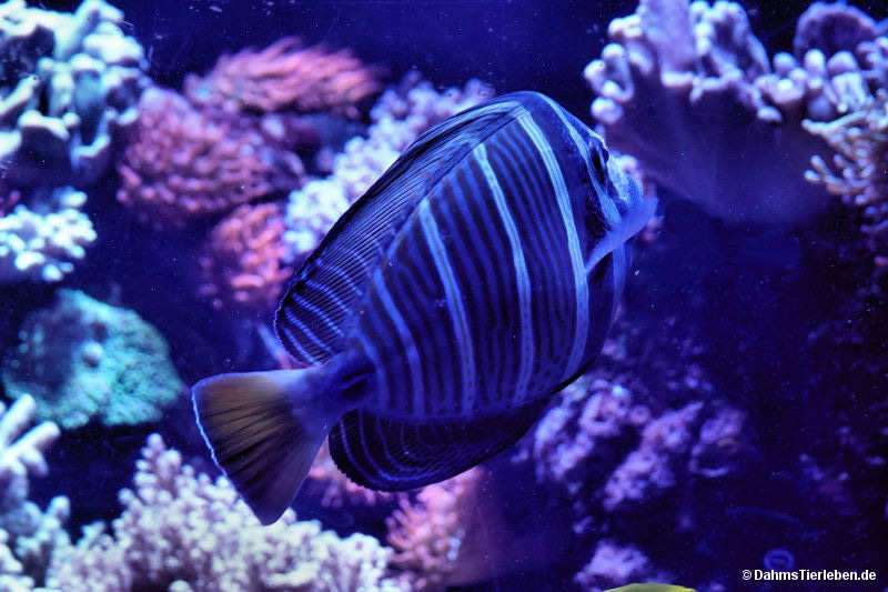 Zebrasoma velifer