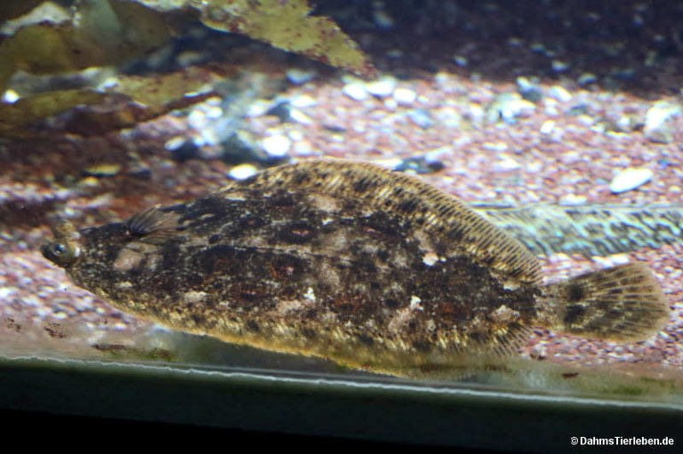 Zeugopterus punctatus