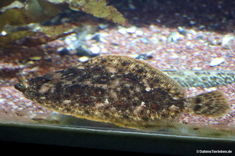 Zeugopterus punctatus