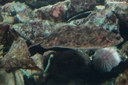 Zeugopterus punctatus