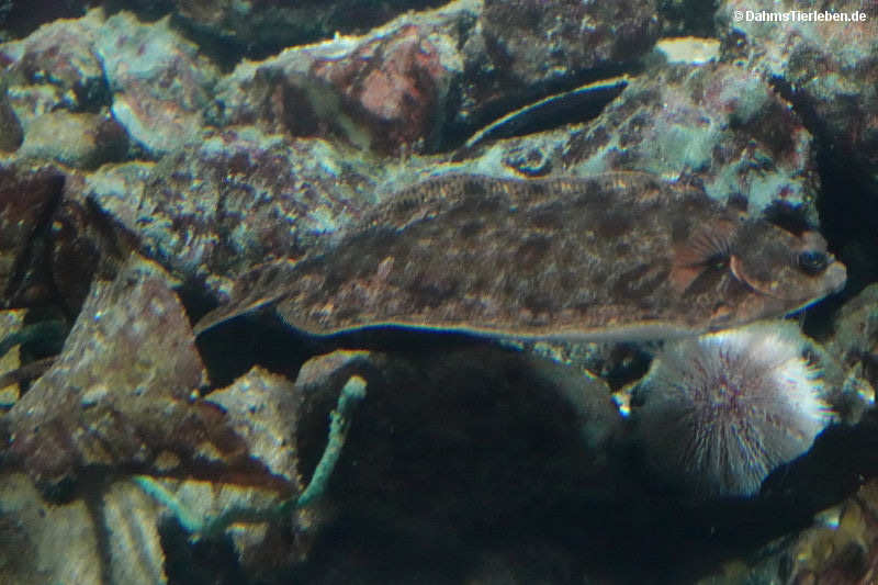 Zeugopterus punctatus