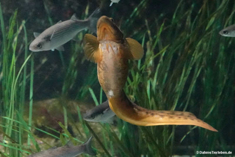 Europäische Aalmutter Zoarces viviparus-3