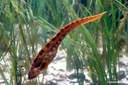Zoarces viviparus