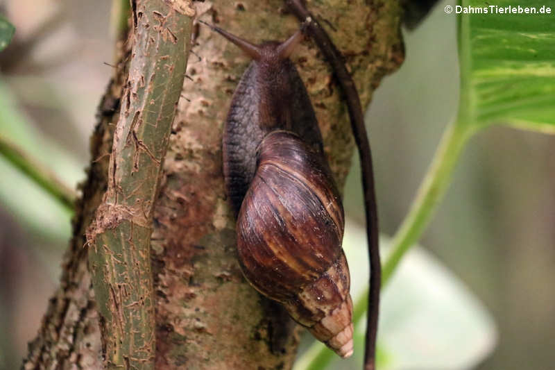 Achatina fulica