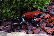 Gesprenkelter Baumsteiger (Adelphobates galactonotus) im Kölner Zoo