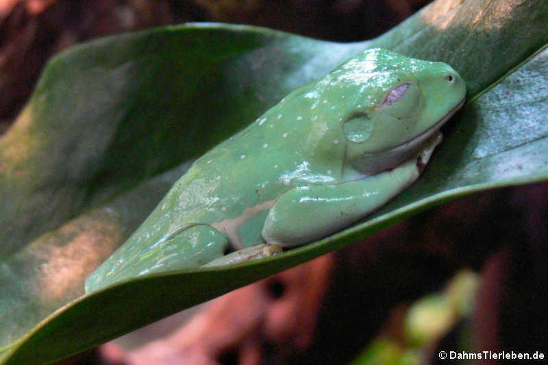 Rotaugen-Laubfrosch (Agalychnis callidryas)