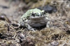 Grüne Kröte (Anaxyrus debilis) im Kölner Zoo