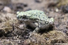 Grüne Kröte (Anaxyrus debilis) im Kölner Zoo