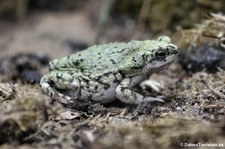 Grüne Kröte (Anaxyrus debilis) im Kölner Zoo