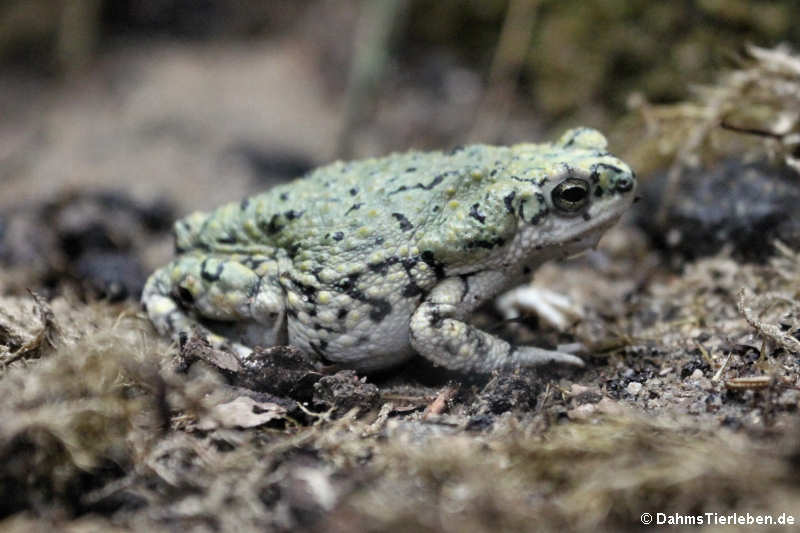 Grüne Kröte Anaxyrus debilis)