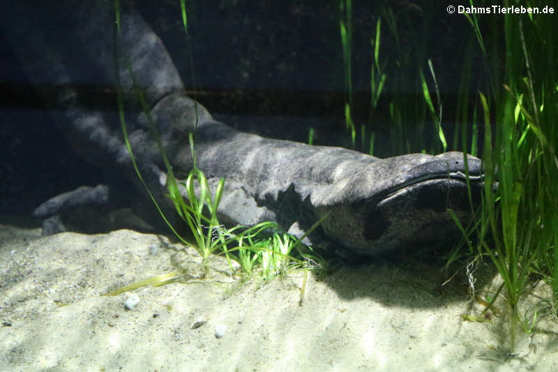 Chinesischer Riesensalamander (Andrias davidianus)