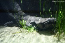 Chinesischer Riesensalamander (Andrias davidianus) im Kölner Zoo