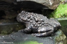 Riesenunke (Bombina maxima) im Kölner Zoo