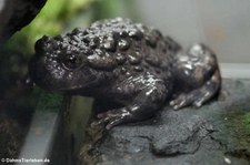 Riesenunke (Bombina maxima) im Kölner Zoo