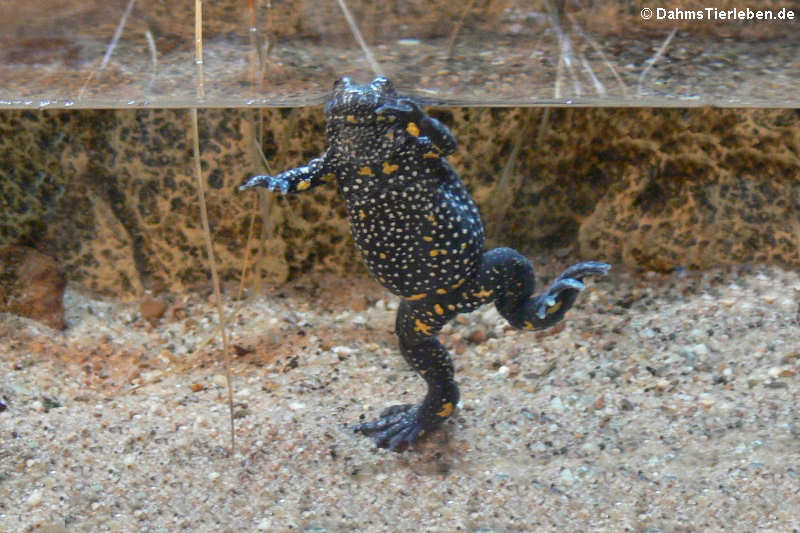 Gelbbauchunke (Bombina variegata)