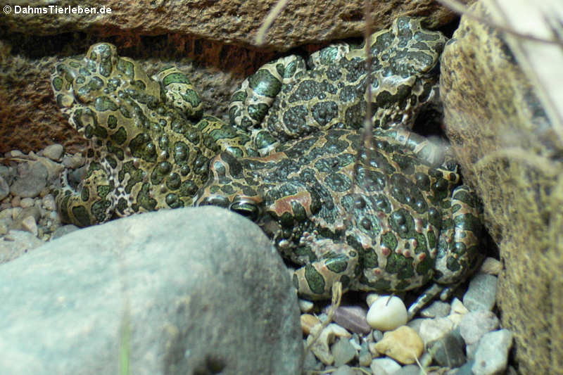 Wechselkröten (Bufotes viridis)