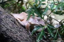 Salomonen-Blattfrosch (Cornufer guentheri) im Kölner Zoo