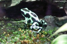 Goldbaumsteiger (Dendrobates auratus) im Kölner Zoo