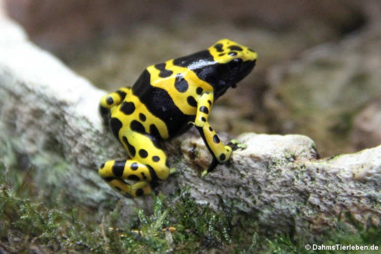 Dendrobates leucomelas