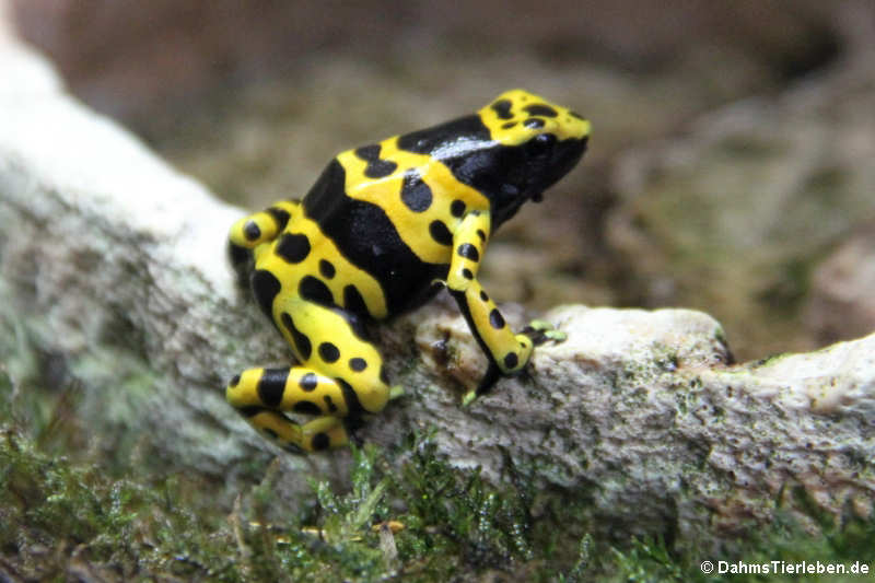 Gelbgebänderter Baumsteiger (Dendrobates leucomela)