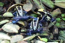 Färberfrösche (Dendrobates tinctorius) im Kölner Zoo