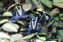 Dendrobates tinctorius