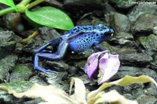 Färberfrosch (Dendrobates tinctorius) im Kölner Zoo