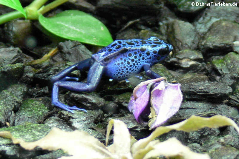 Färberfrosch (Dendrobates tinctorius)