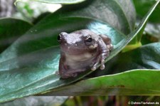 Amerikanischer Laubfrosch (Dryophytes cinereus) im Kölner Zoo