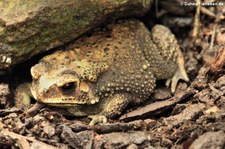 Schwarznarbenkröte (Duttaphrynus melanostictus) im Kölner Zoo