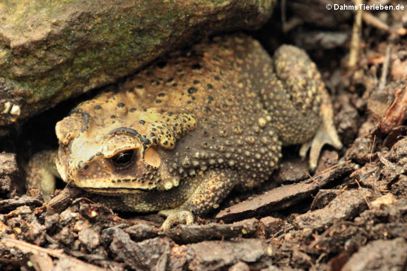 Schwarznarbenkröte (Duttaphrynus melanostictus)