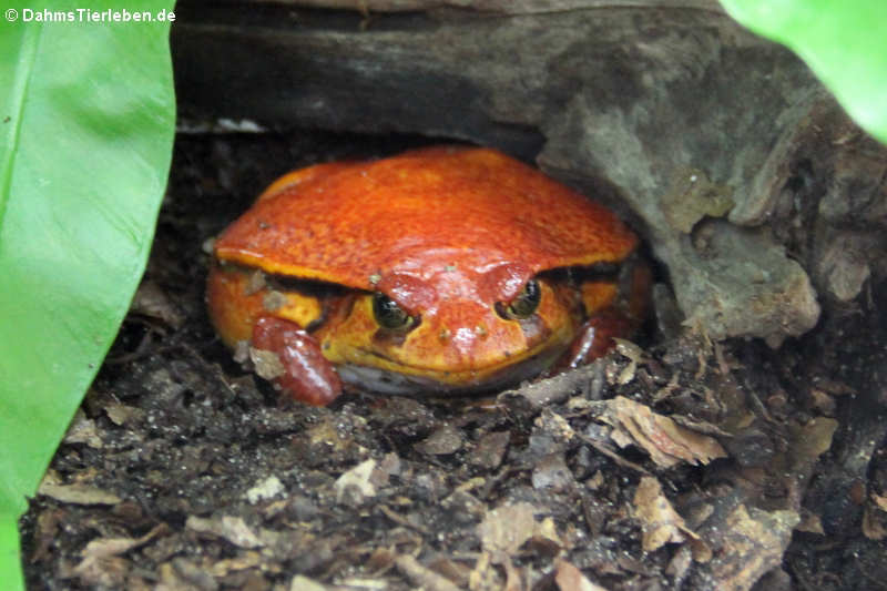 Südlicher Tomatenfrosch (Dyscophus guineti)