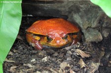 Südlicher Tomatenfrosch (Dyscophus guineti) im Kölner Zoo