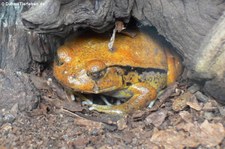 Südlicher Tomatenfrosch (Dyscophus guineti) im Kölner Zoo