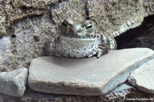 Kreuzkröte (Epidalea calamita) in Kölner Zoo