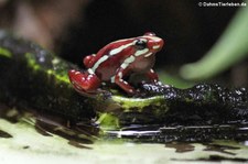 Dreistreifen-Baumsteigerfrosch (Epipedobates anthonyi) im Kölner Zoo