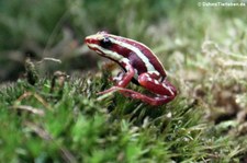 Dreistreifen-Baumsteigerfrosch (Epipedobates anthonyi) im Kölner Zoo