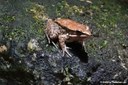 Hylarana nigrovittata
