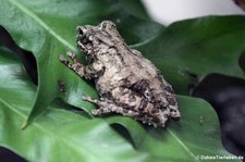 Taylors Baumfrosch (Kurixalus bisacculus) im Kölner Zoo