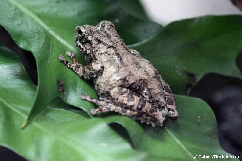 Taylors Baumfrosch (Kurixalus bisacculus)