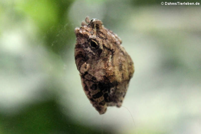 Kurixalus bisacculus-1