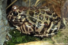 Pracht-Südfrosch (Leptodactylus laticeps) im Kölner Zoo