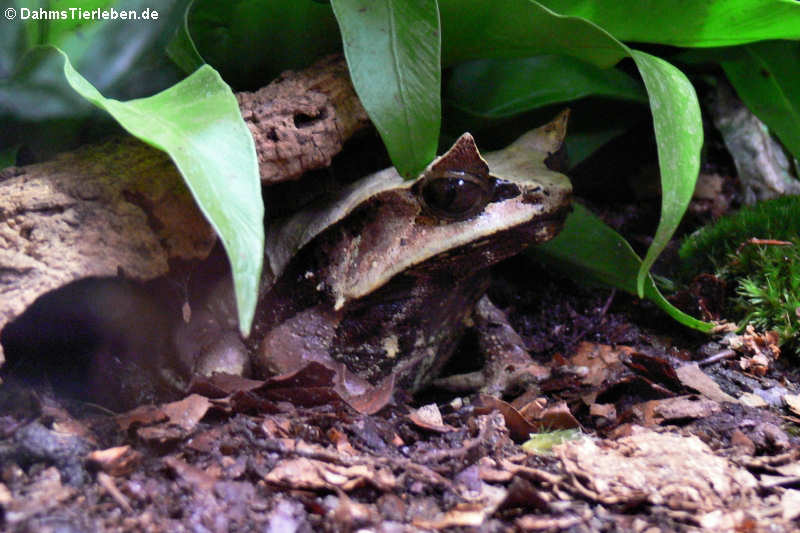 Zipfelfrosch (Megophrys nasuta)