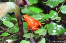 Erdbeerfröschchen (Oophaga pumilio) im Kölner Zoo