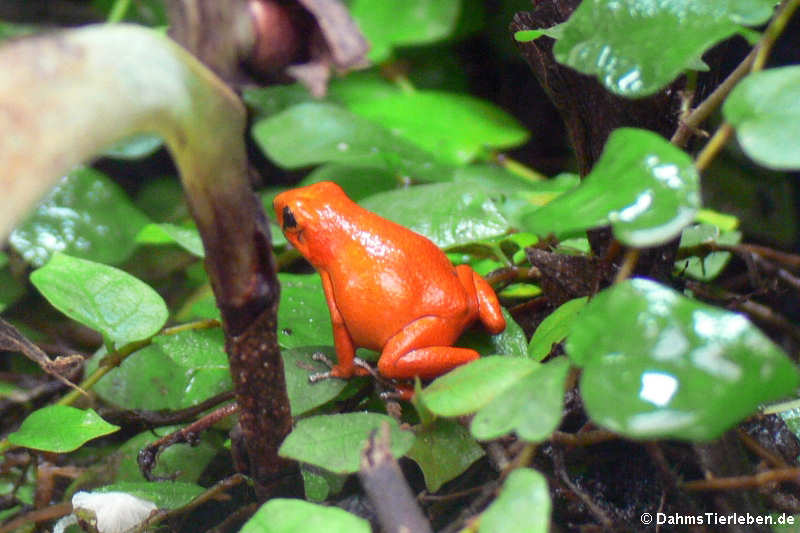 Erdbeerfröschchen (Oophaga pumilio)